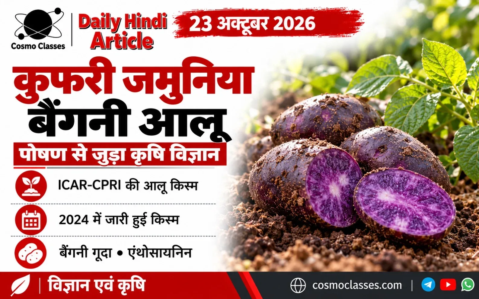 कुफरी जमुनिया के बैंगनी आलू और कटे हुए बैंगनी गूदे को दर्शाता कृषि-विज्ञान का चित्रात्मक ग्राफिक